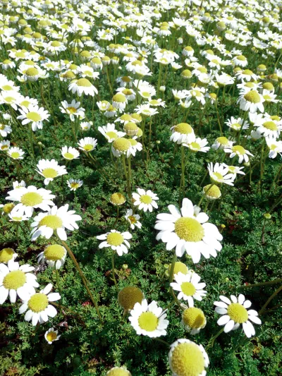 Matricaria tchihatchewii