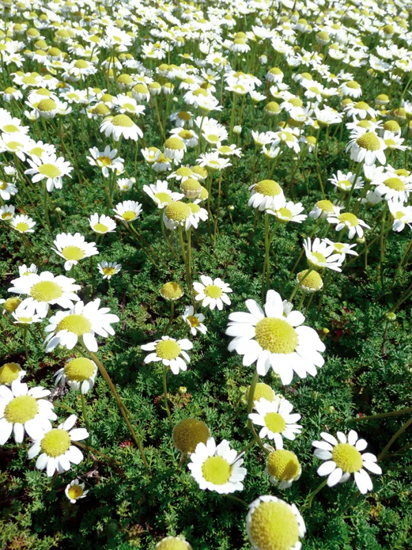 Matricaria tchihatchewii