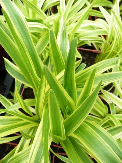 Liriope muscari 'Gold Banded'