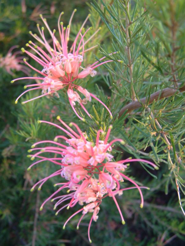 Grevillea x semperflorens