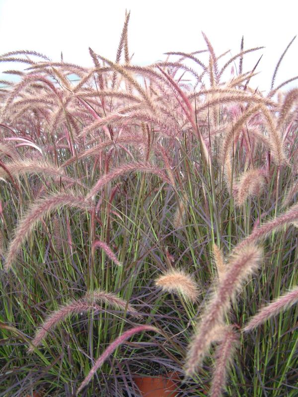 Pennisetum advena 'Rubrum Dwarf'