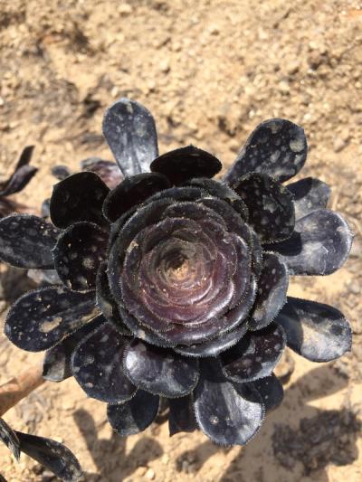 Aeonium arboreum 'Zwartkop'