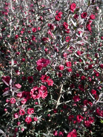 Leptospermum scoparium 'Red Damask'