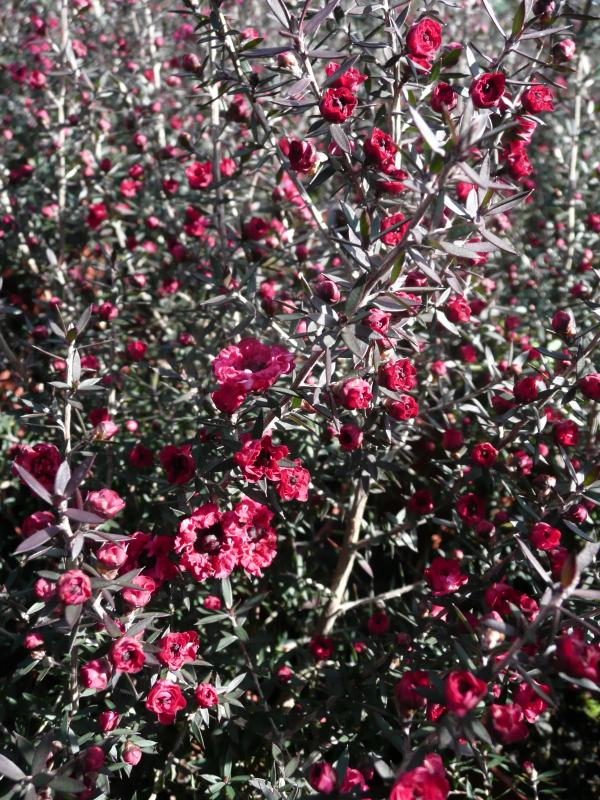 Leptospermum scoparium 'Red Damask'