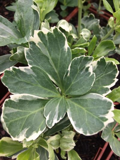 Pachysandra terminalis 'Variegata'
