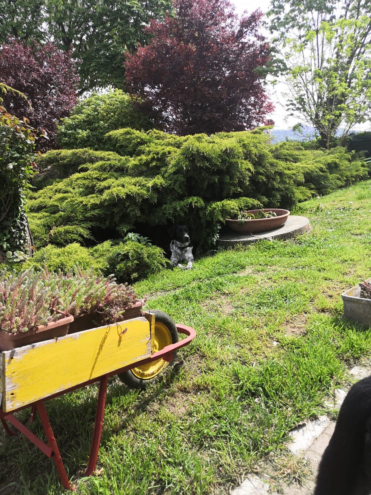 Villa bifamiliare libera su 4 lati con terreno – foto 3
