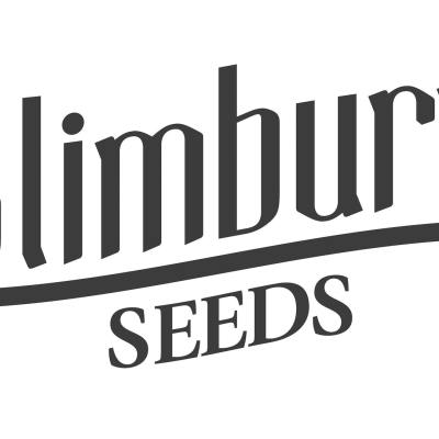 BlimBurn Seeds