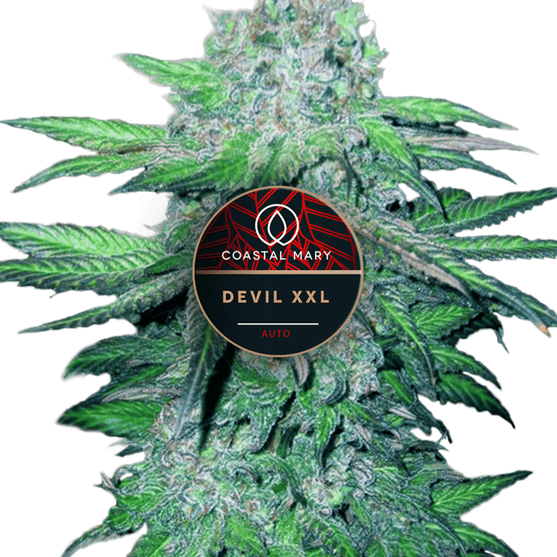 Devil XXL (Autoflower Fem) — Buy Cannabis Seeds | Coastal Mary