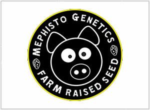 Mephisto Genetics