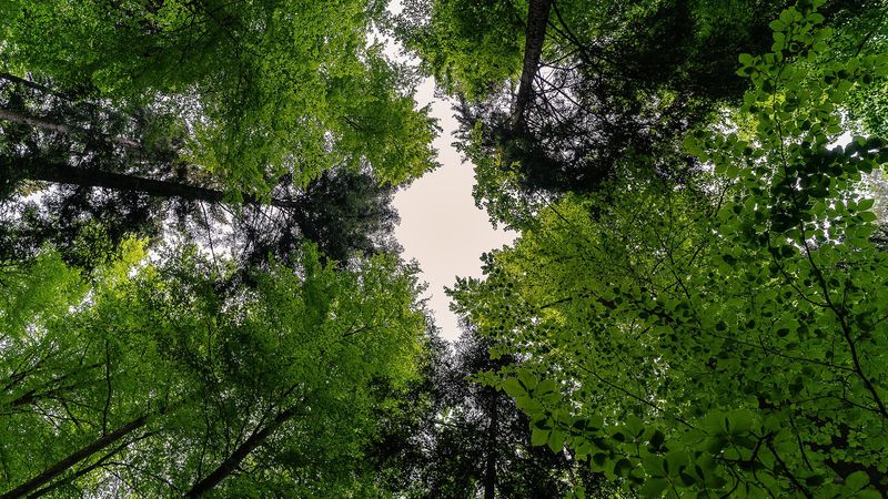 Что значит «Всегда носим в теле мертвость Иисуса...»?