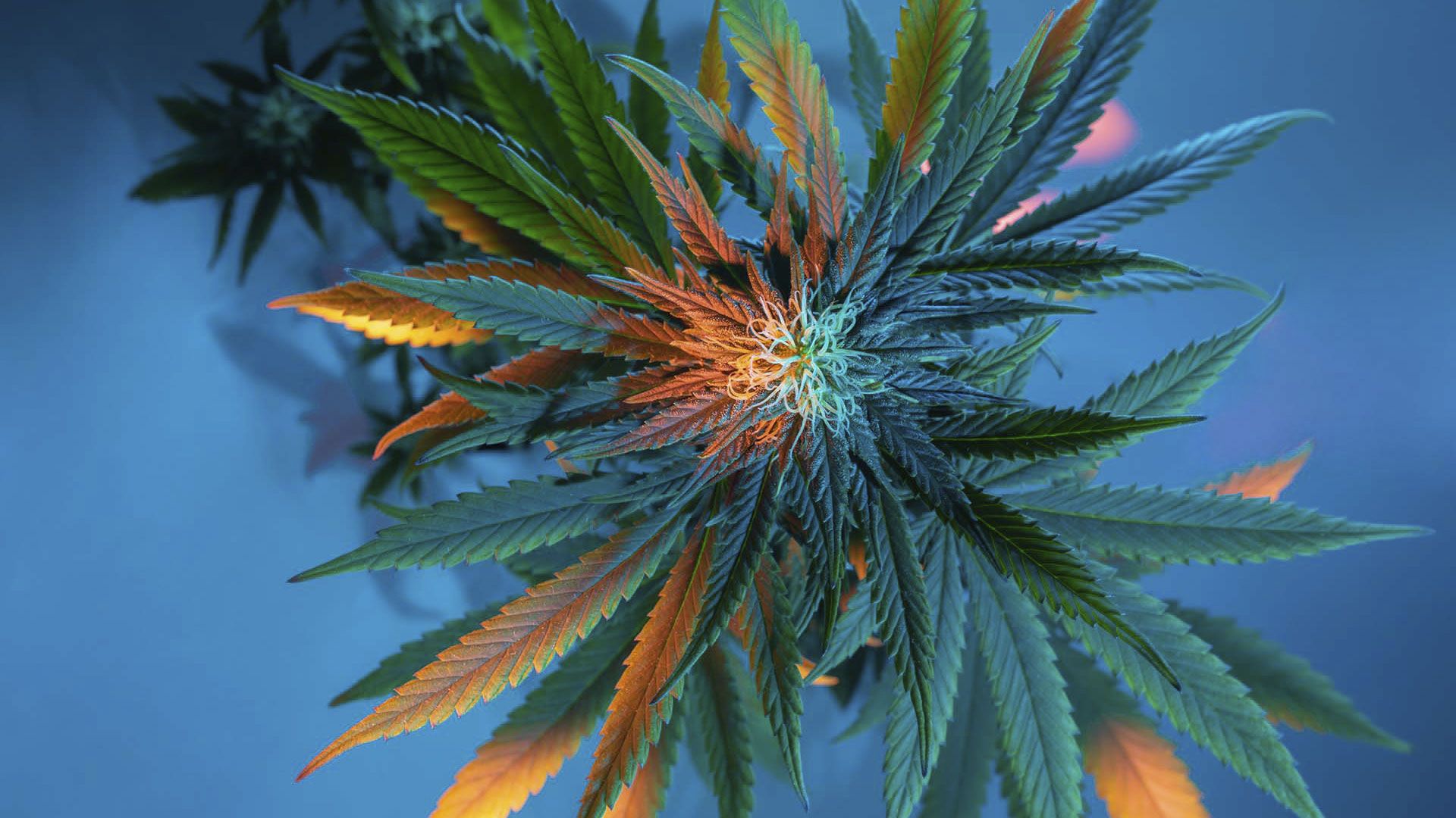 Promotional image for Можно ли употреблять марихуану в медицинских целях?