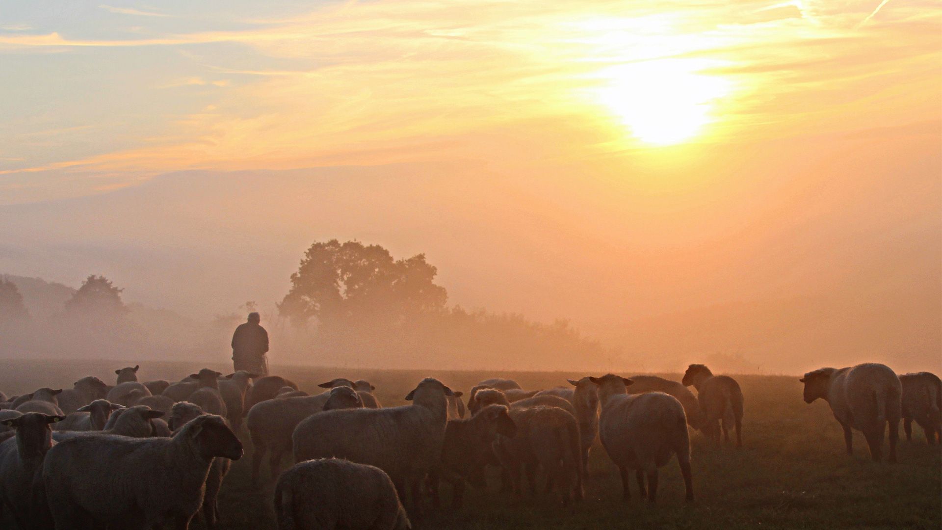Promotional image for Христос и Его пастыри