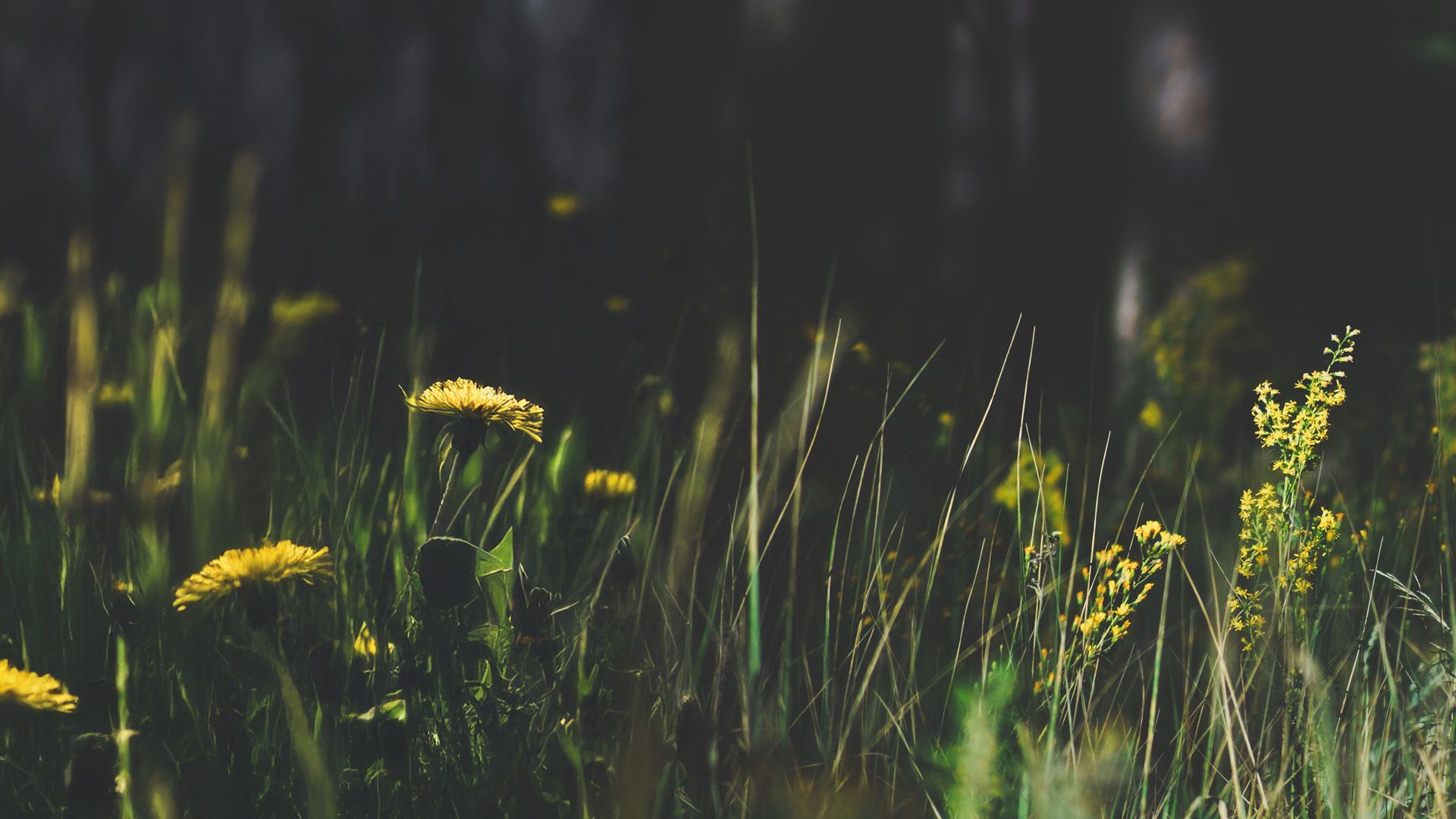 Promotional image for Цвети там, где посажен