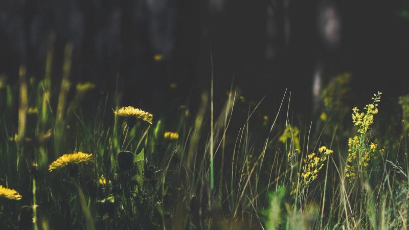 Цвети там, где посажен