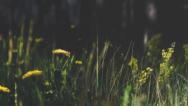 Цвети там, где пос