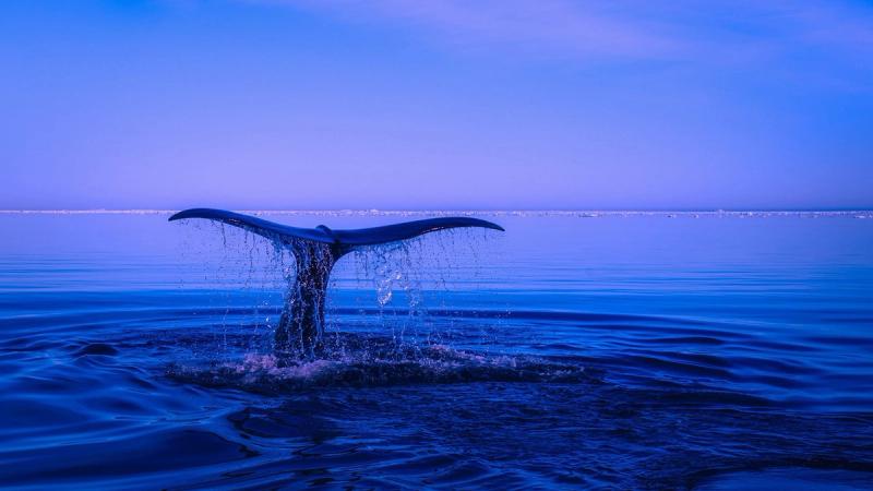 Что такое «знамение Ионы»?