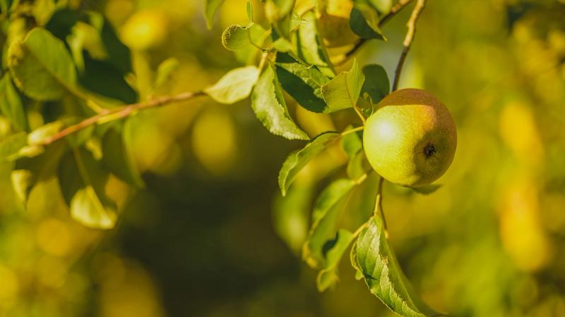 Препятств�ия плодоносной жизни