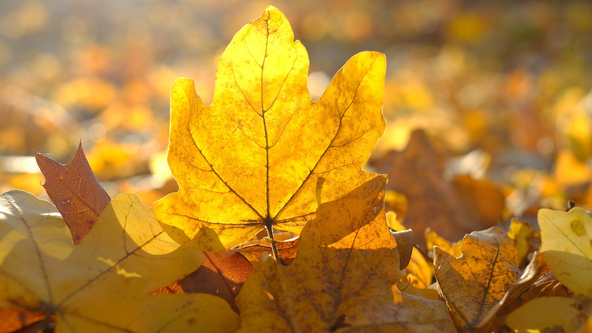 Promotional image for Псалом благодарности