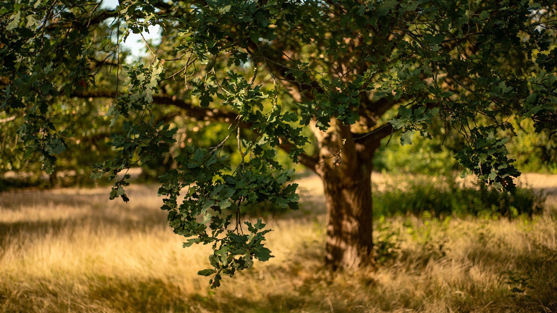 Promotional image for Что значит «...побеждающему дам вкушать от древа жизни»?