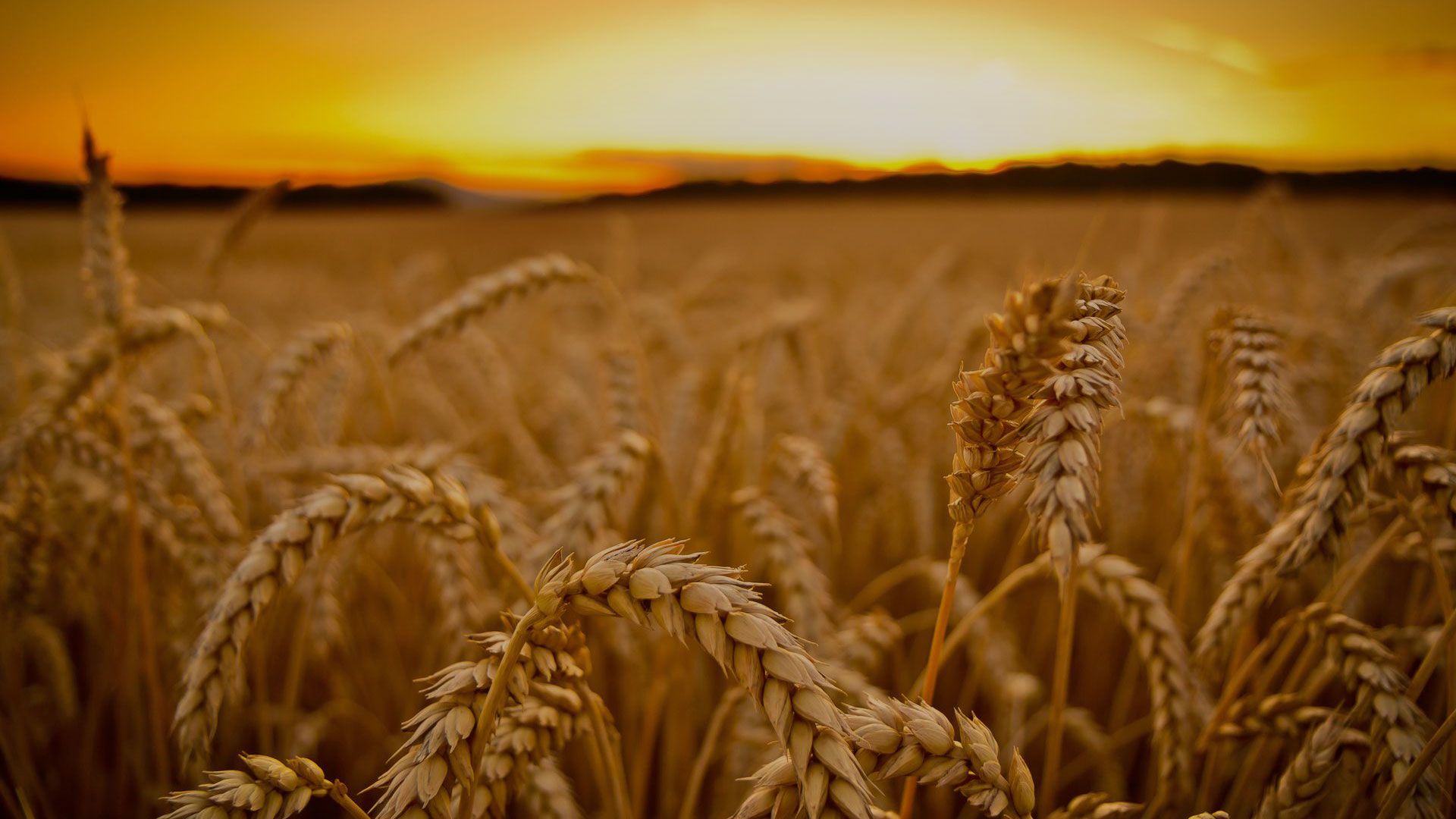 Promotional image for Что значит «сатана просил, чтобы сеять вас как пшеницу»?