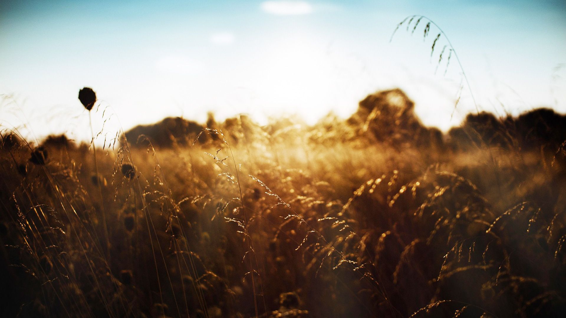 Promotional image for Какова роль новозаветней Церкви в Тысячелетнем Царстве?