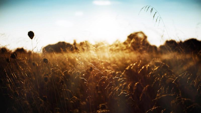 Какова роль новозаветней Церкви в Тысячелетнем Царстве?