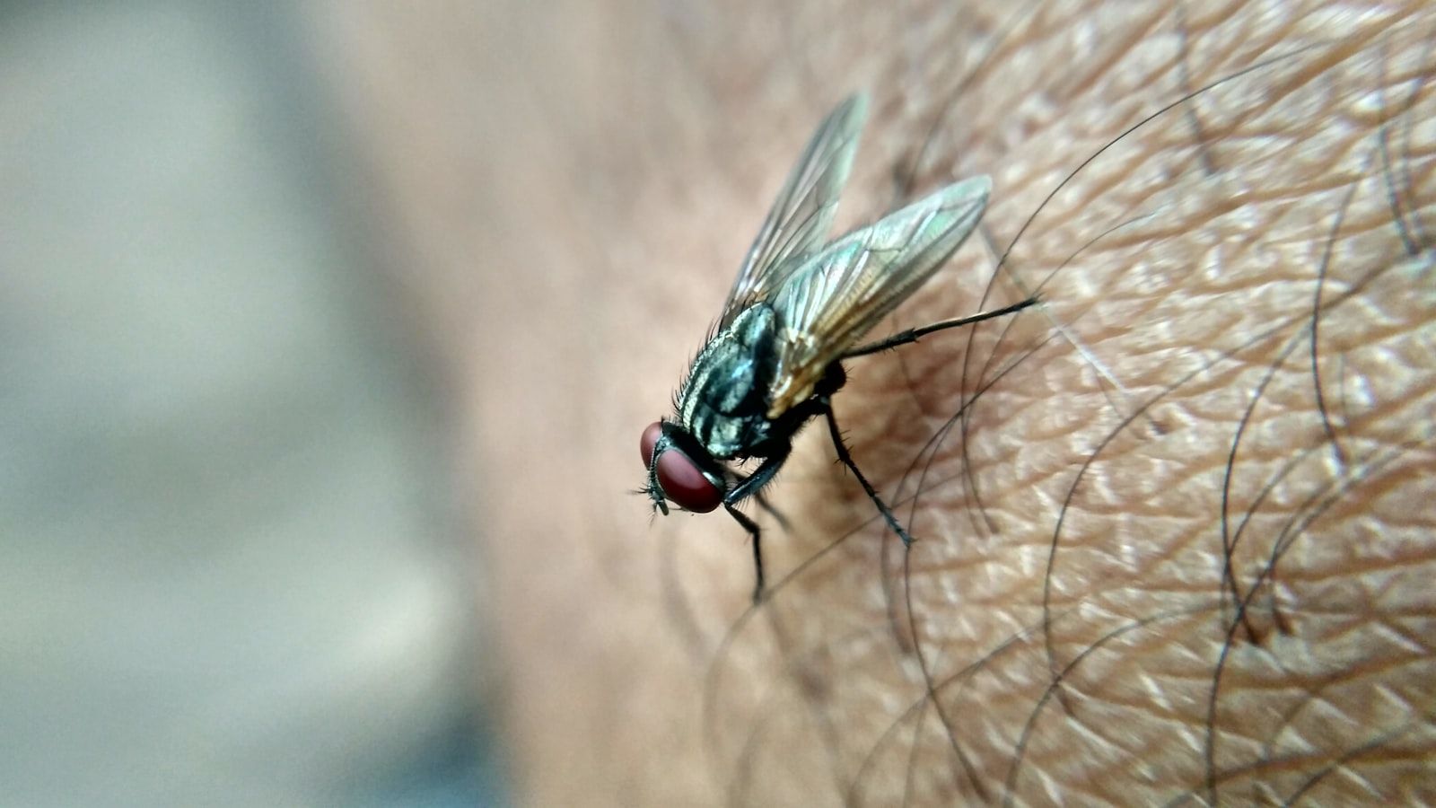black fly on brown stem in macro photography during daytime