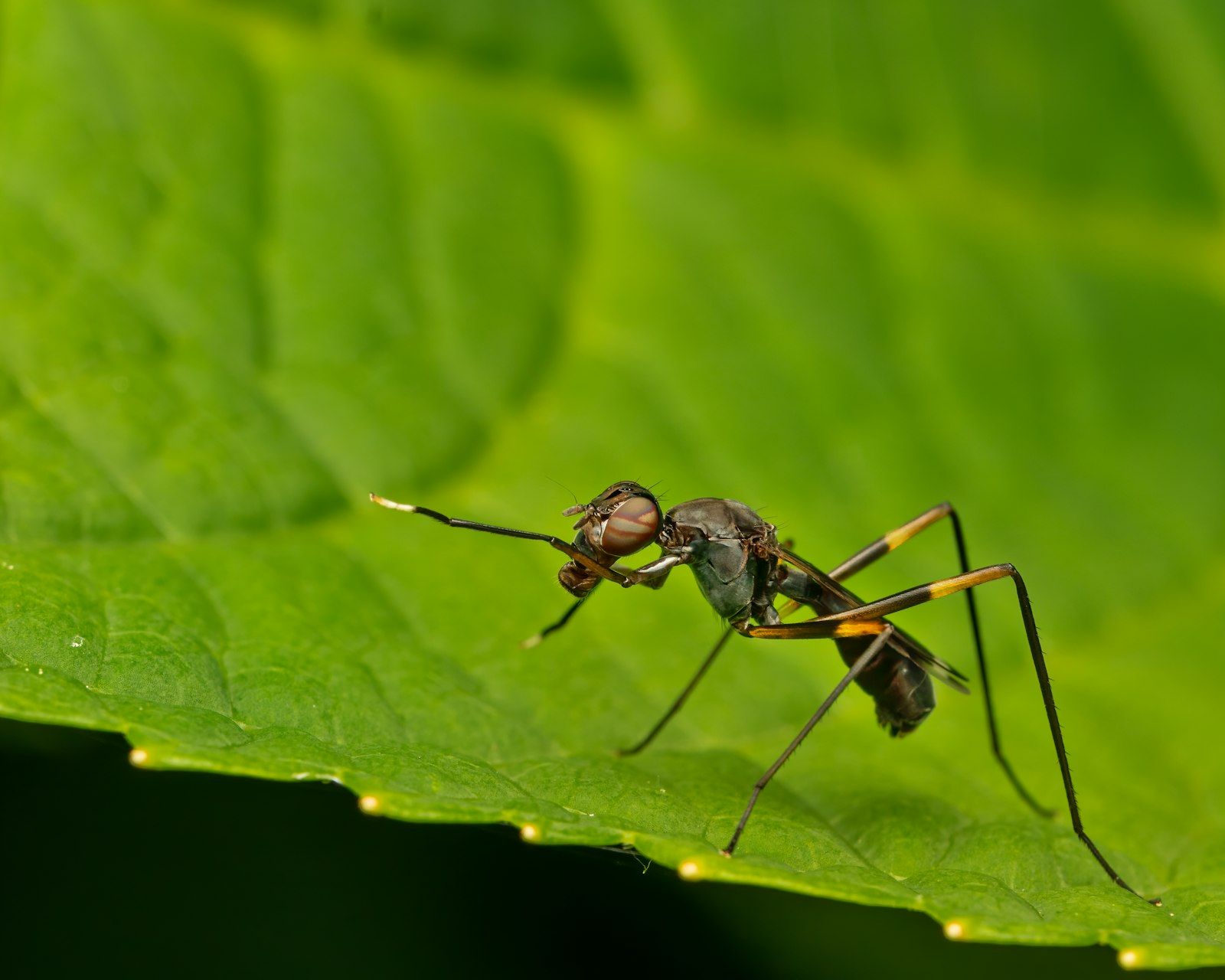 a close up of a bug