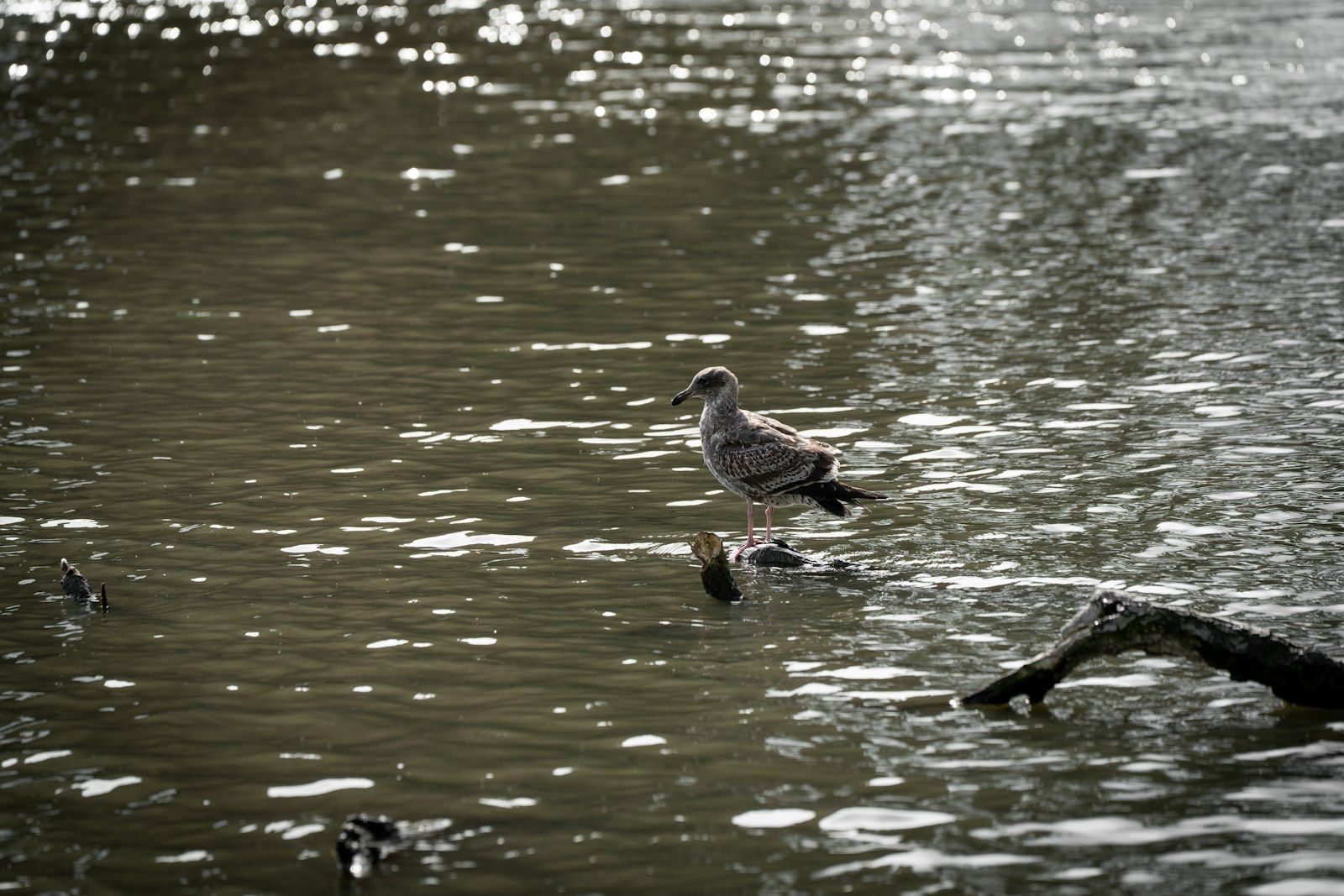 A bird stands on a branch in murky water.