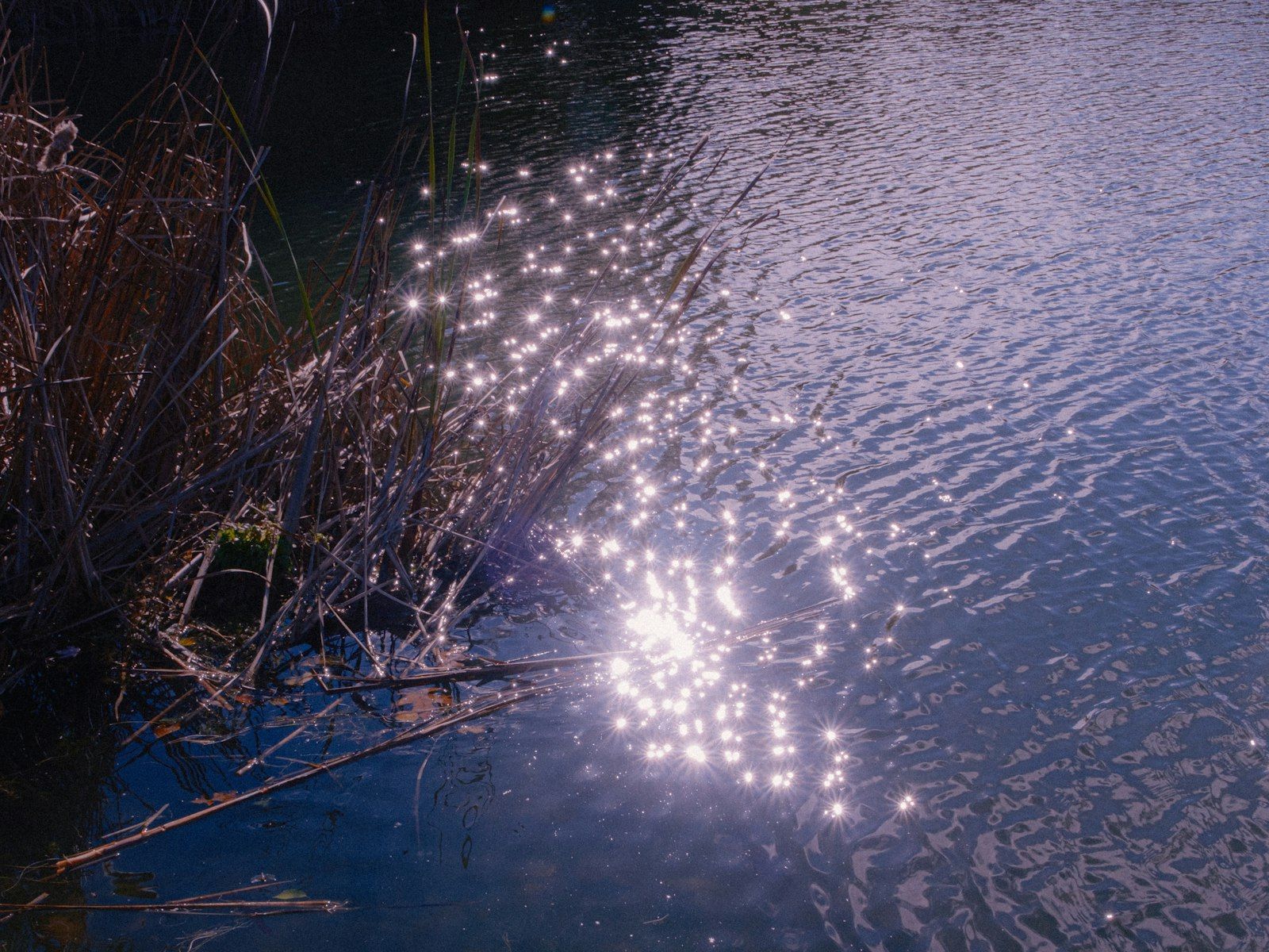 Sunlight sparkles on rippling water near reeds.