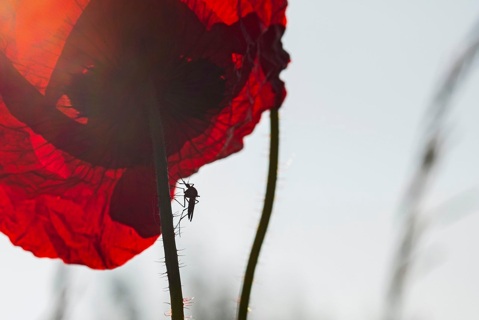 red flower in tilt shift lens