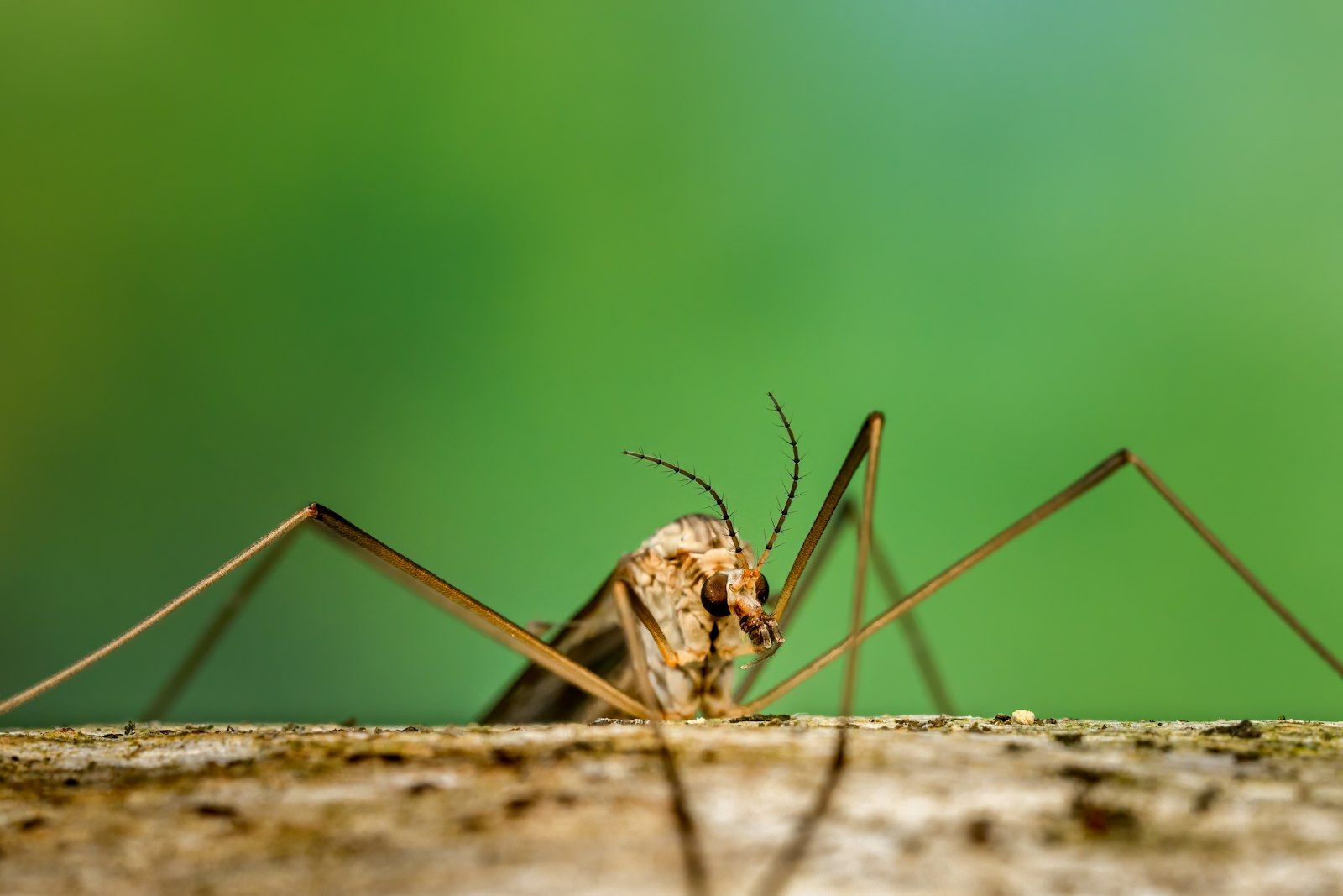 a insect on the wood