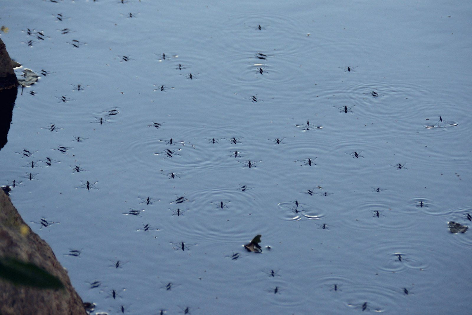 Water striders skitter across a still body of water.