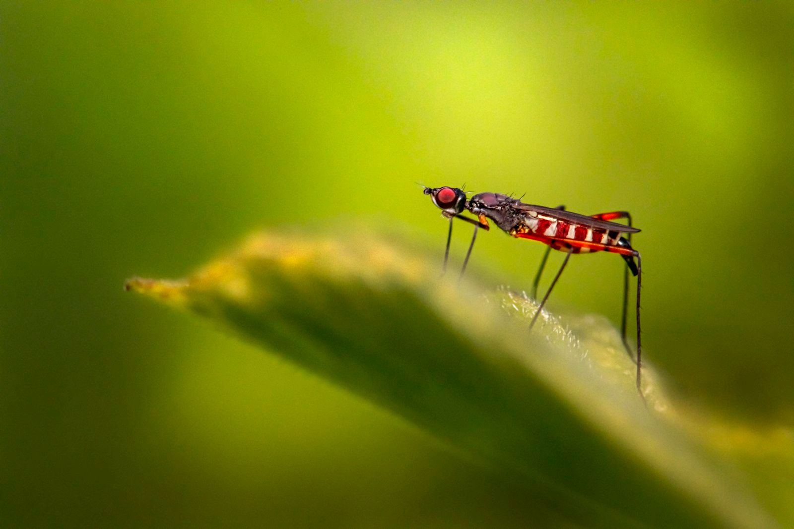 a close up of a bug on a leaf
