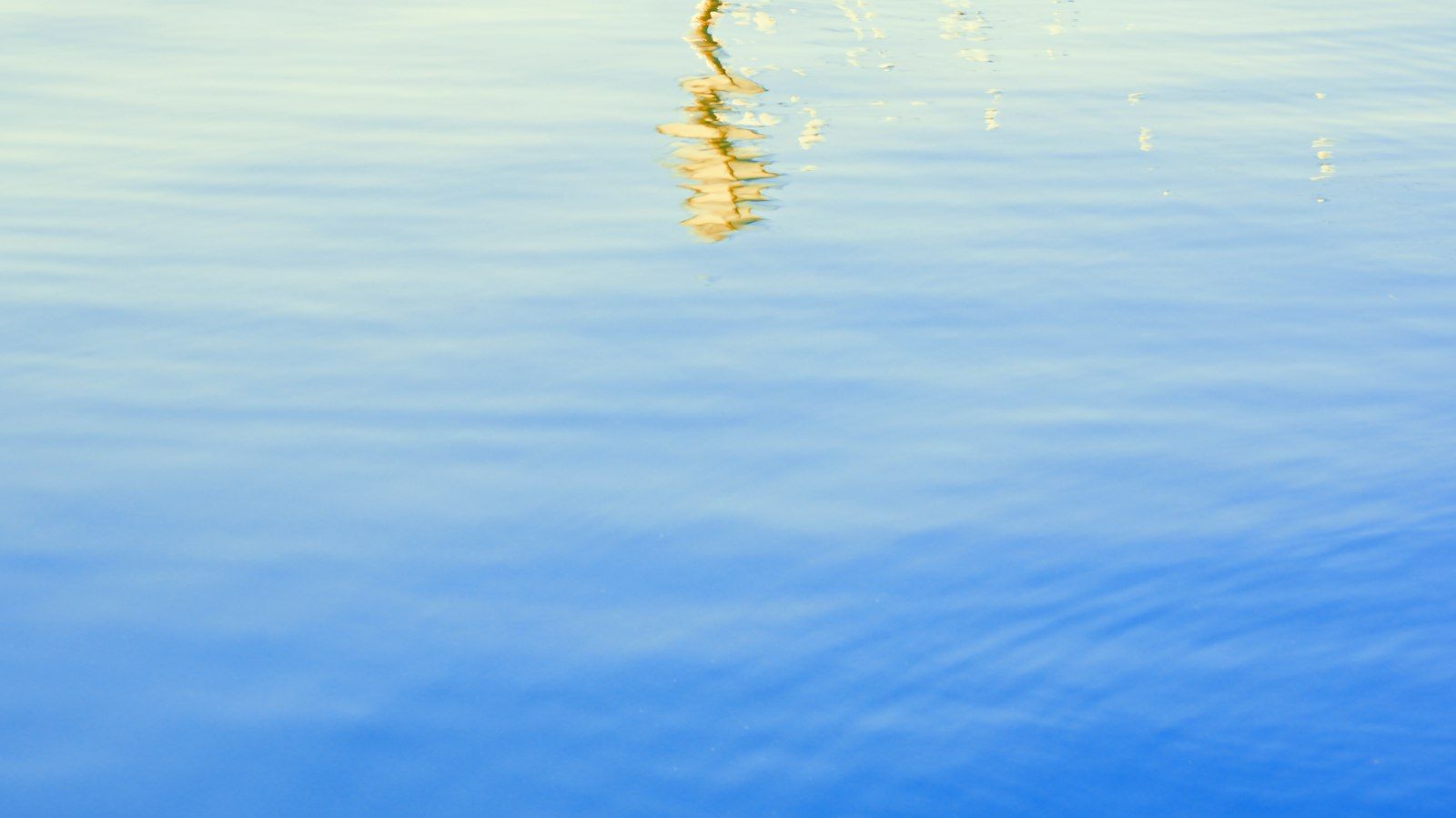 A tall plant stem reflected in calm blue water