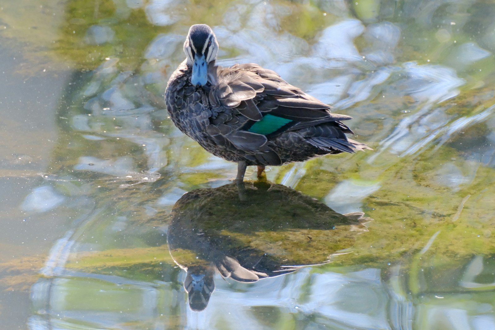 A duck with green wing feathers stands in clear water