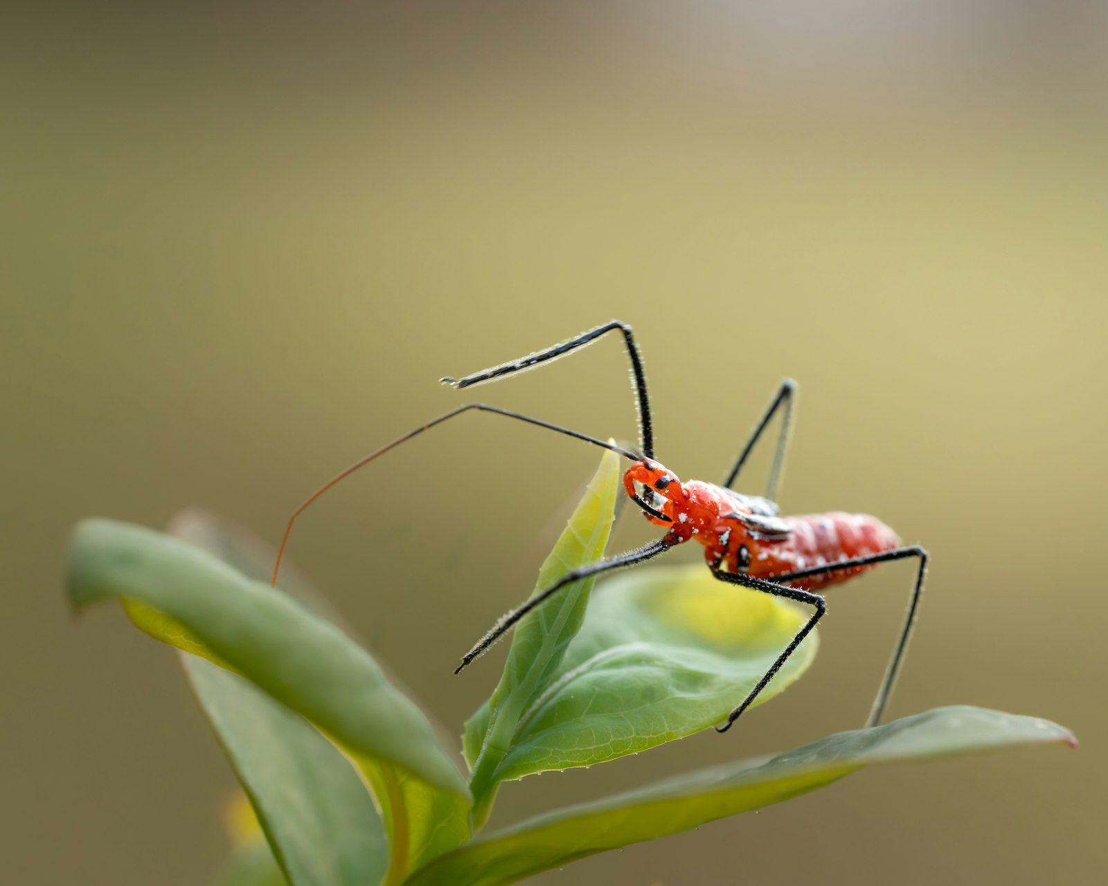 Red insect with long legs on a green leaf