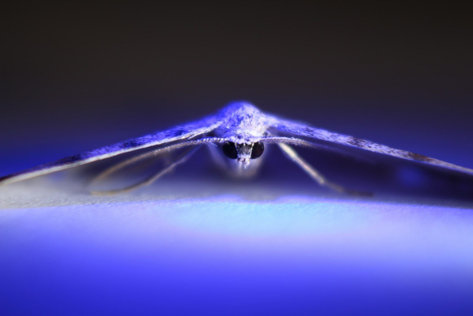 macro photography of white insect