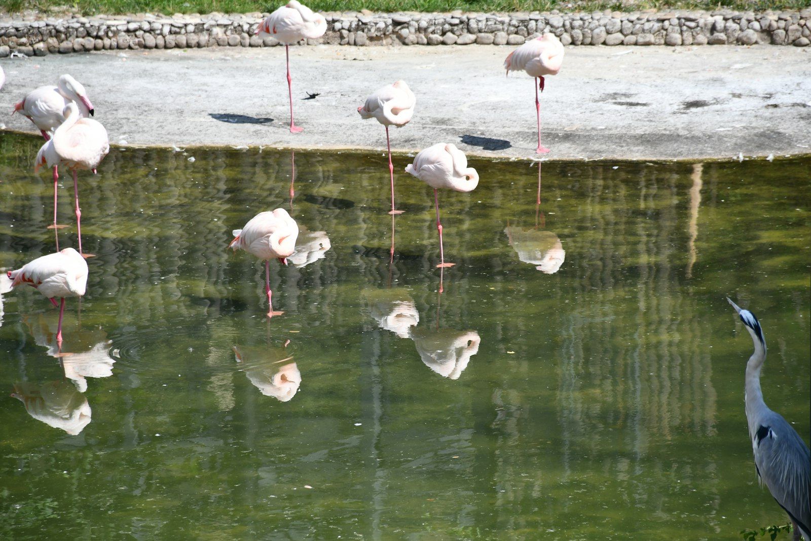Flamingos stand by a pond with reflections