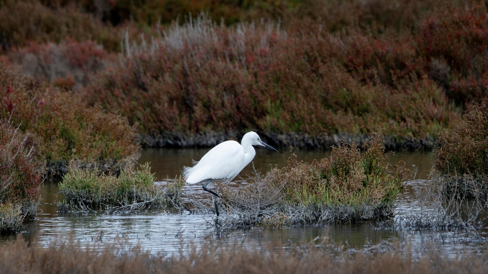 A white egret stands in shallow water amidst marsh plants.