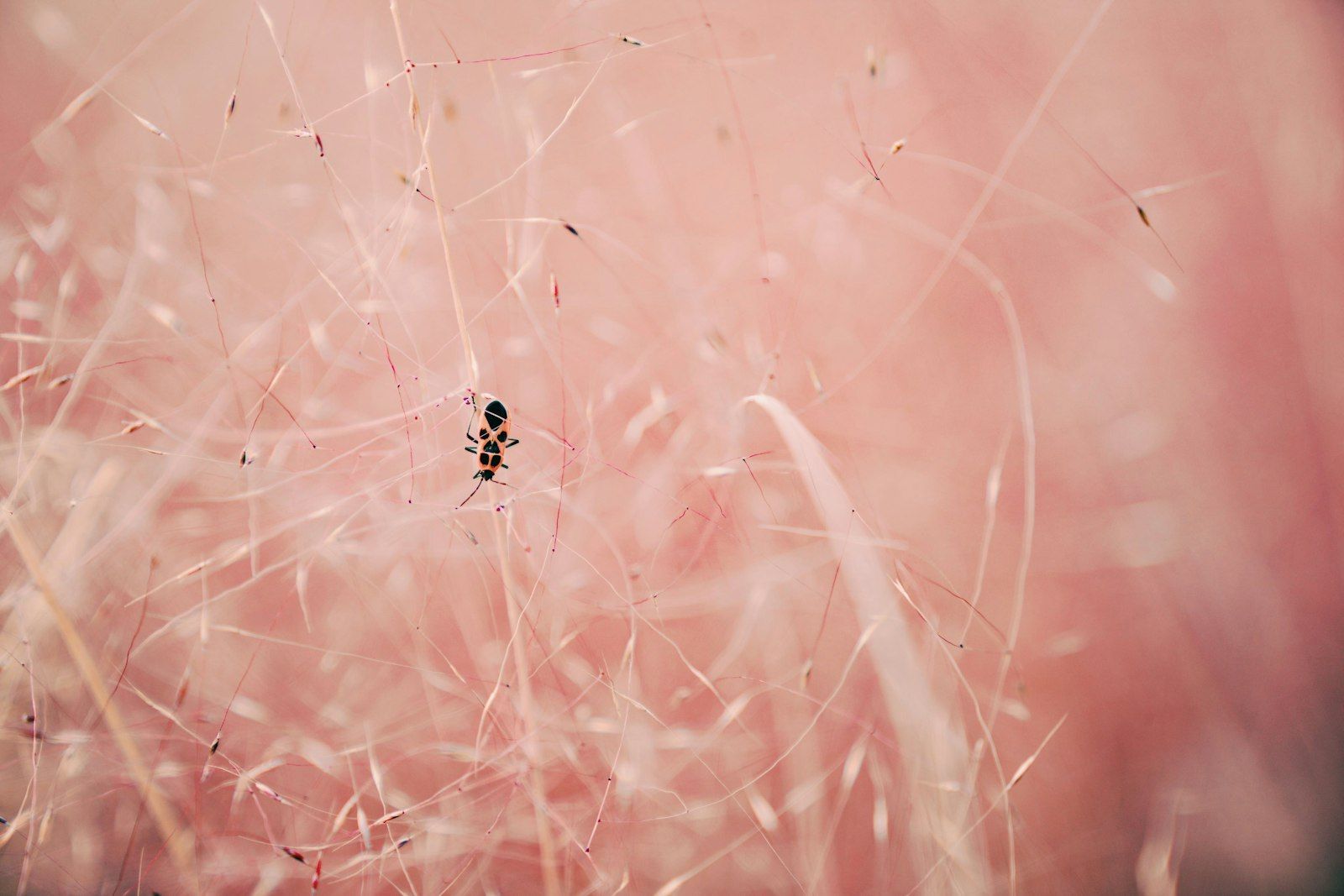 a small insect sitting on top of a grass covered field