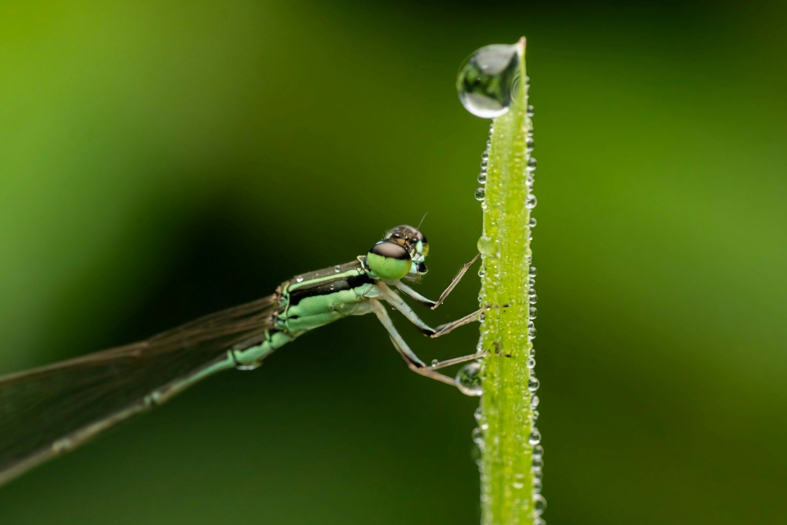 A close up of a green insect on a plant