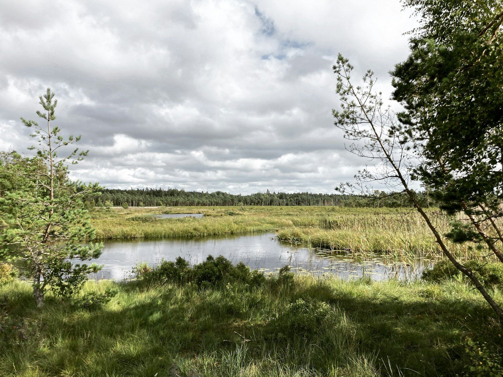 A calm lake surrounded by marshland and trees.