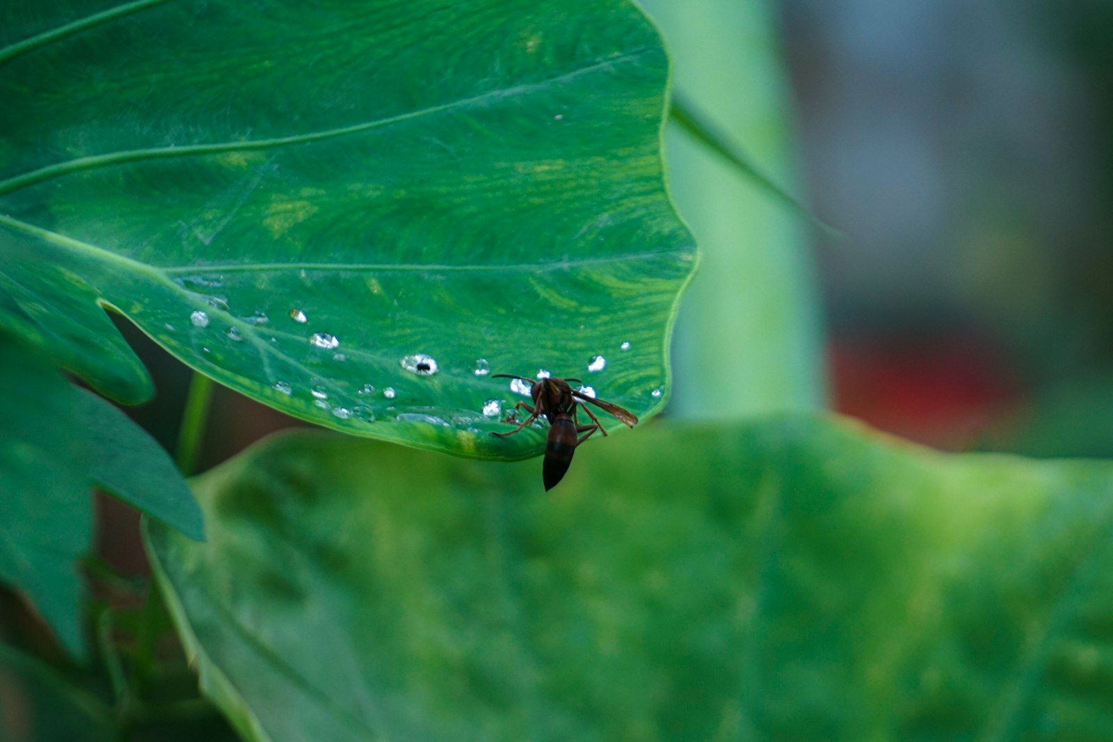 a bug on a green leaf with drops of water on it