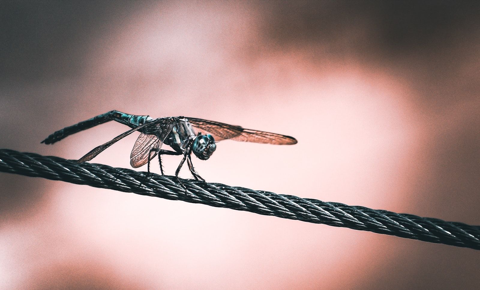 A bug sitting on top of a rope under a cloudy sky