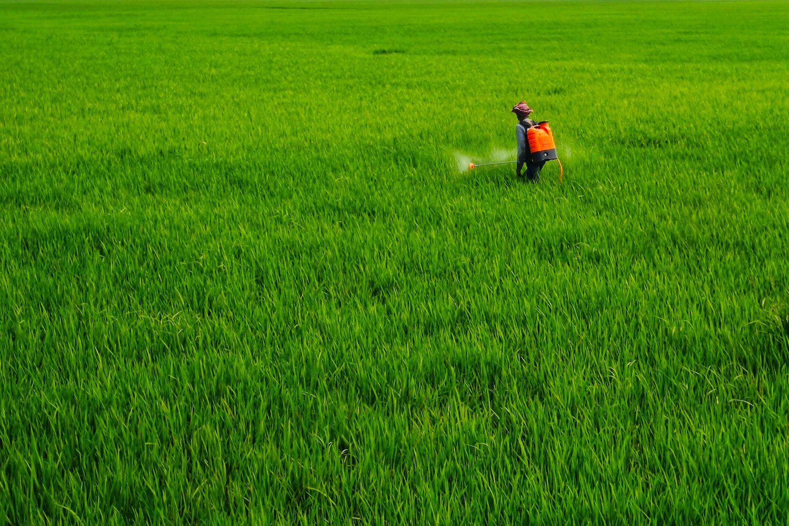 a person spraying pesticide on a green field