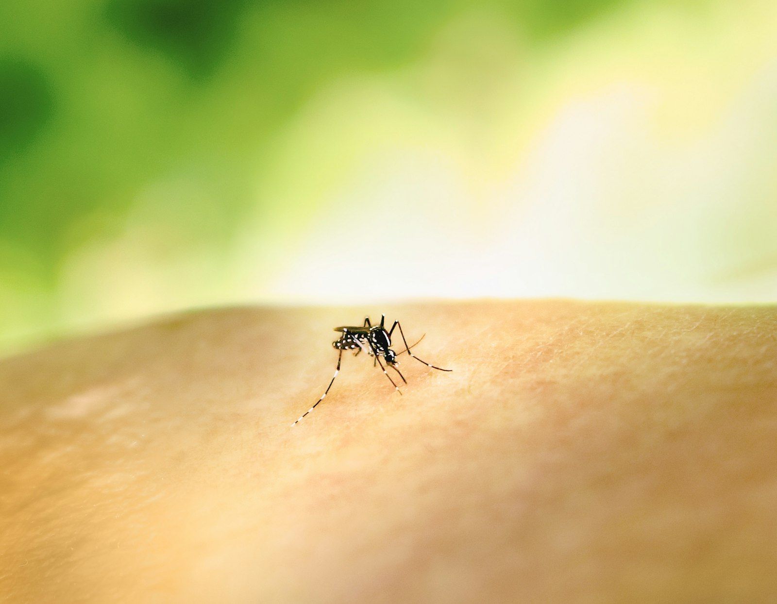 A mosquito biting skin, the bite behind a skeeter-syndrome reaction