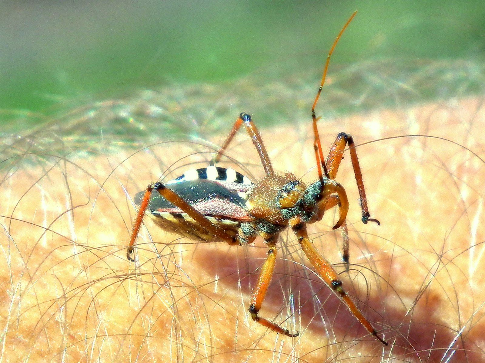 A masked hunter bug is crawling on human skin.