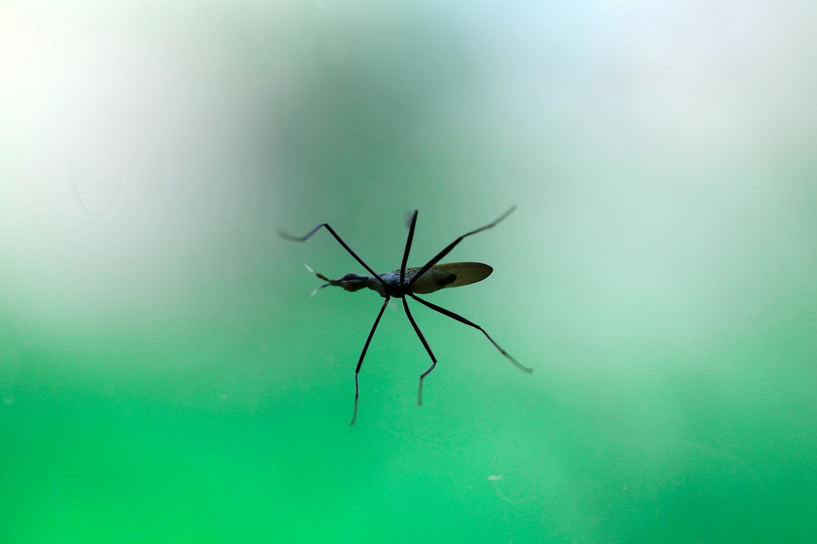 A mosquito on a green and blue background