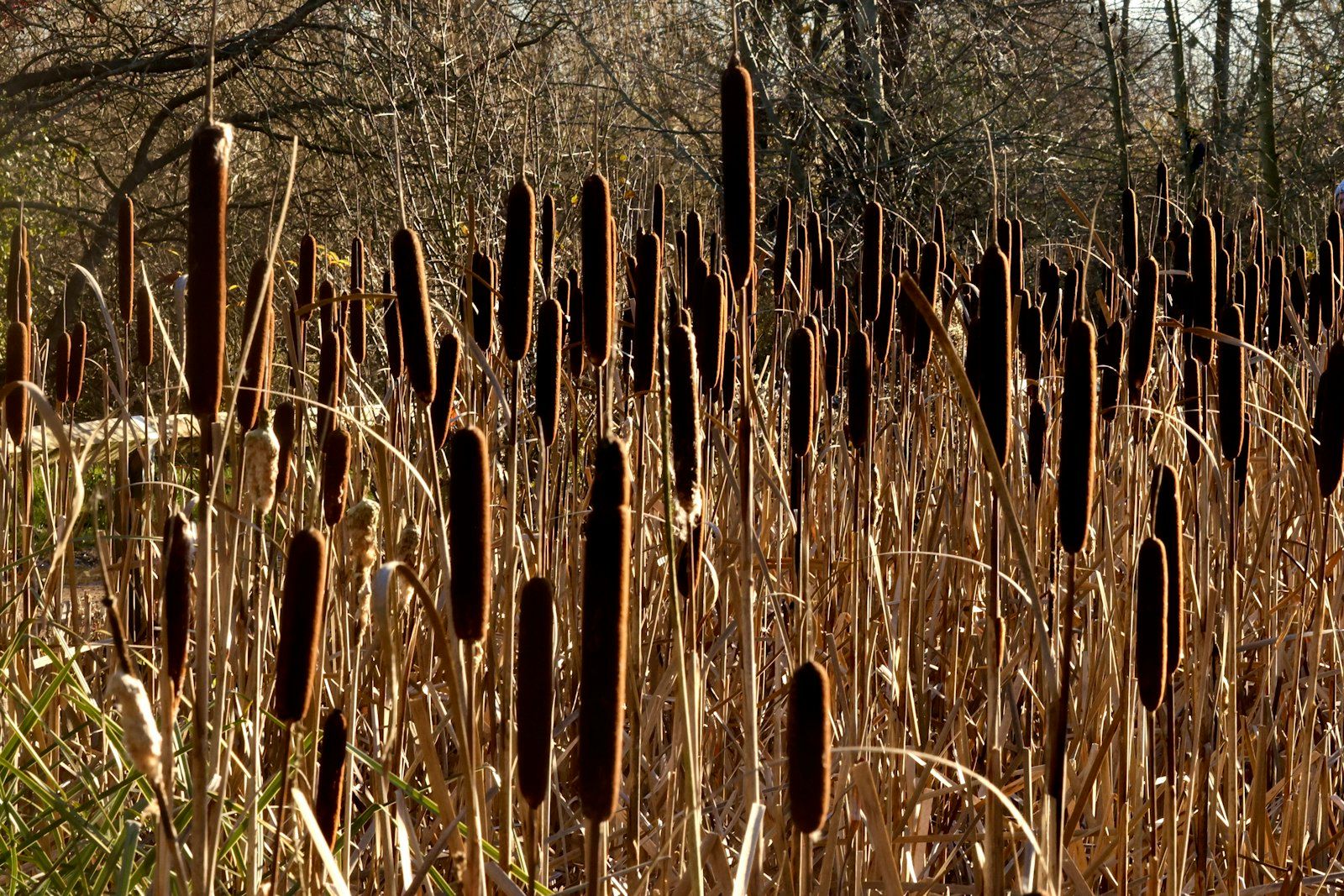 Brown cattails stand tall in a marshy area.